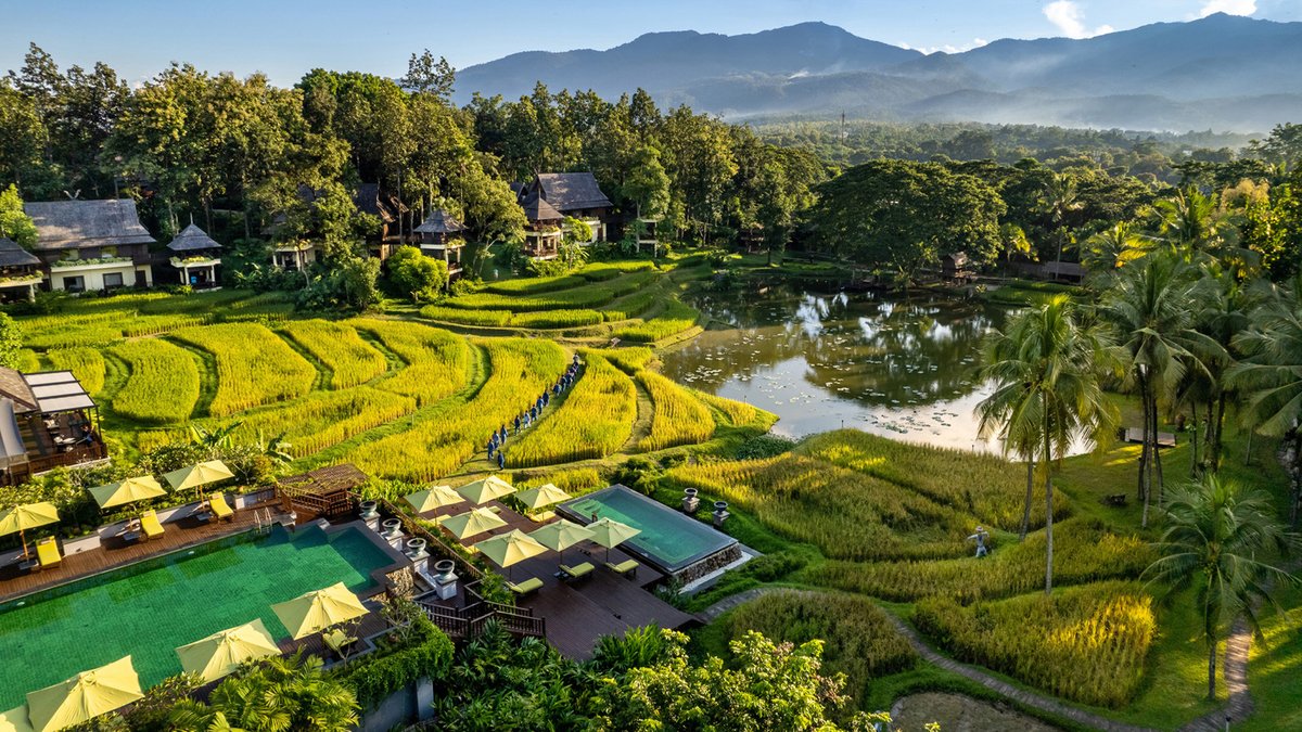 Lush green rice paddies in the Mae Rim countryside