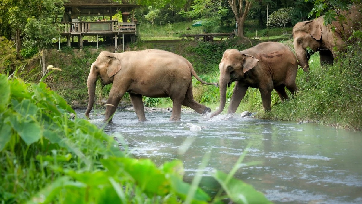 Three elephants crossing a stream at an ethical Chiang Mai sanctuary